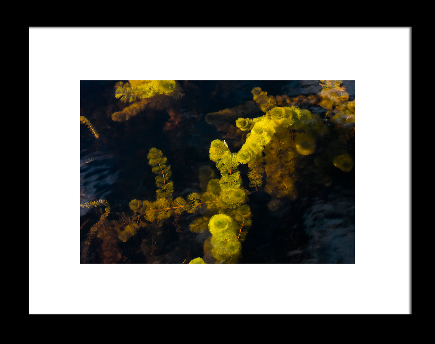Freshwater Plants in the Everglades (Cabomba)