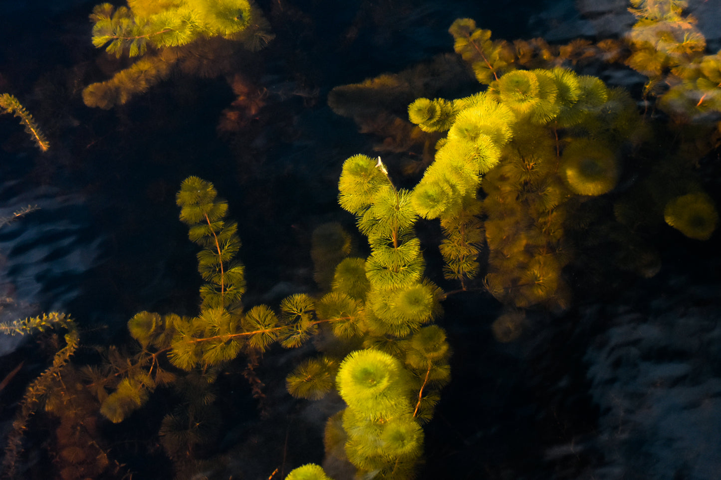 Freshwater Plants in the Everglades (Cabomba)