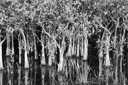 Black and white photograph of trees in a wetland environment, emphasizing texture and shadow.