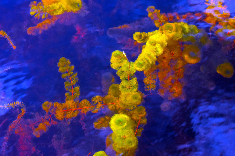A close-up abstract image of purple and yellow Cabomba (fanwort) aquatic plant with a blue background, representing a manipulation of natural colors for an artistic effect. Purple and Yellow (Cabomba), Original Photograph by Kim A. Bailey