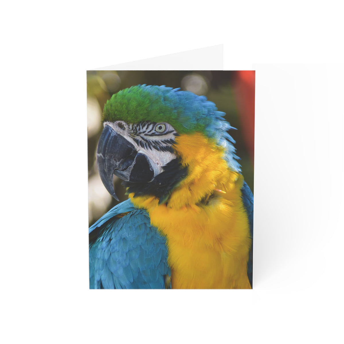 Note Cards "Blue and Gold Macaw" by Kim A. Bailey (1, 10, 30, and 50 pcs.)
