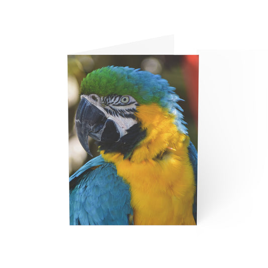Note Cards "Blue and Gold Macaw" by Kim A. Bailey (1, 10, 30, and 50 pcs.)