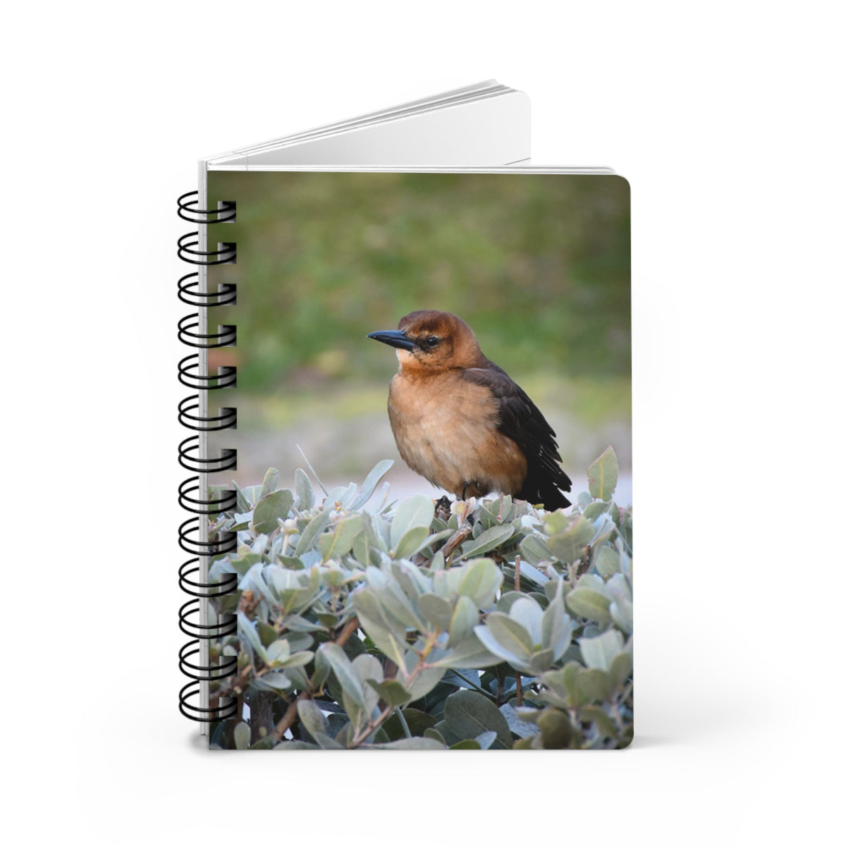 Spiral Notebook "Boat-Tailed Grackle" Photograph by Kim A. Bailey