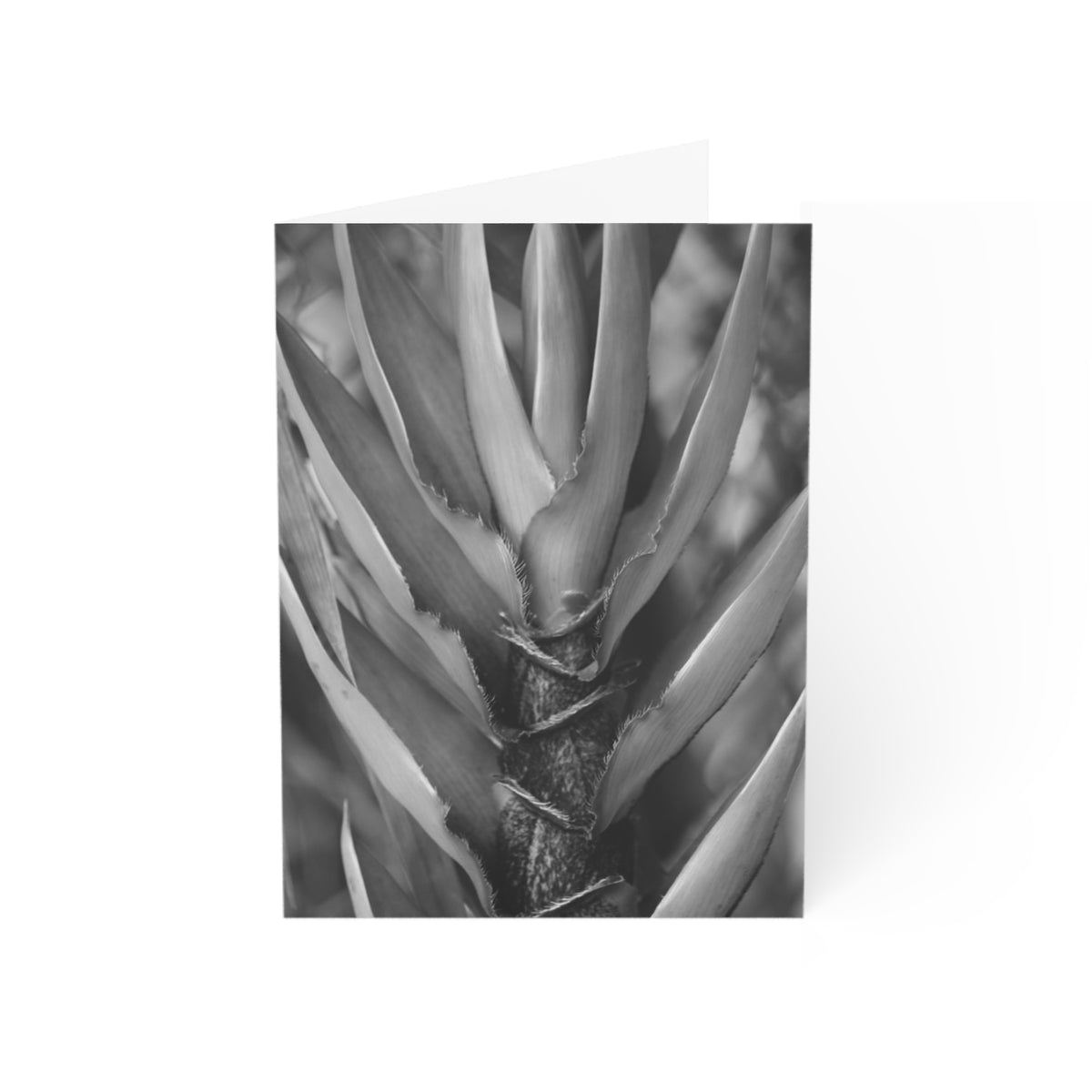 Note Cards "B/W Bamboo" by Kim A. Bailey (1, 10, 30, and 50 pcs.)