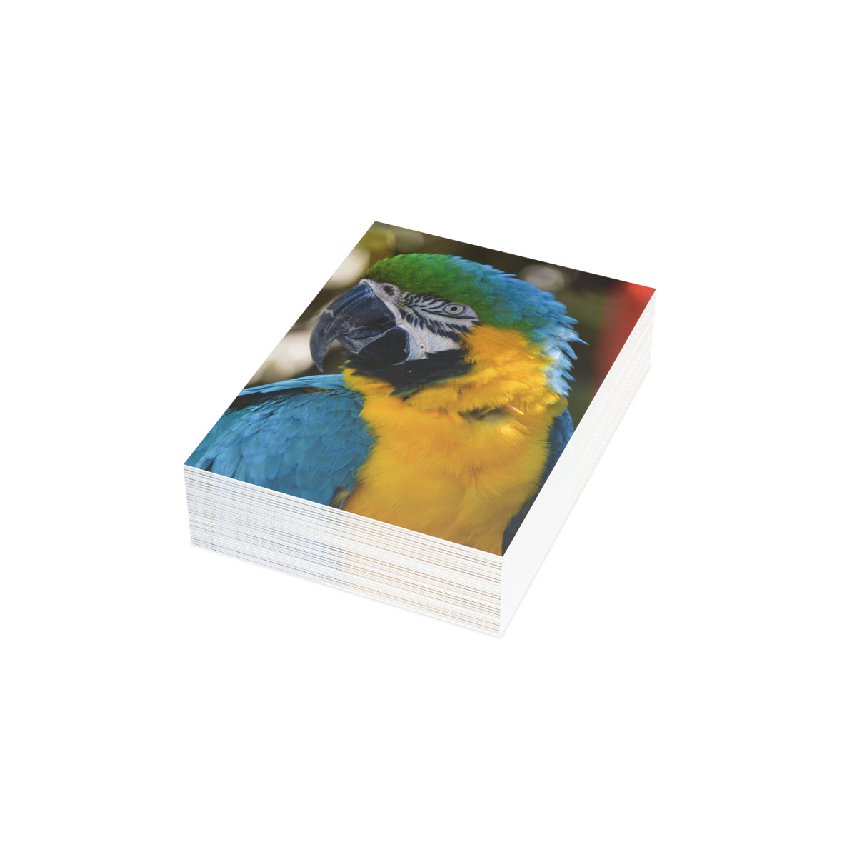 Note Cards "Blue and Gold Macaw" by Kim A. Bailey (1, 10, 30, and 50 pcs.)