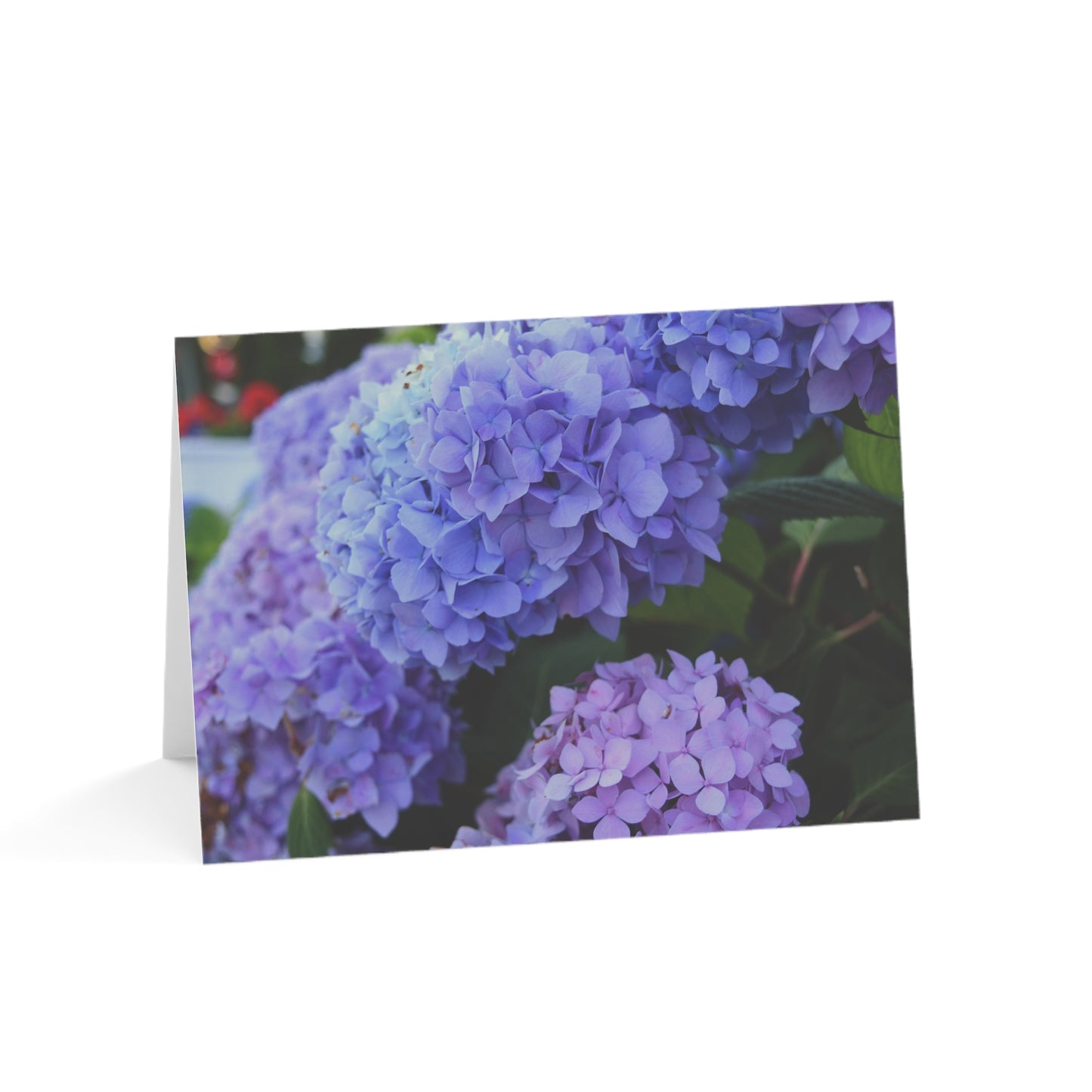 Blank Note Cards, "Blue Hydrangeas" Photograph by Kim A. Bailey (1, 10, 30, or 50 pcs.)