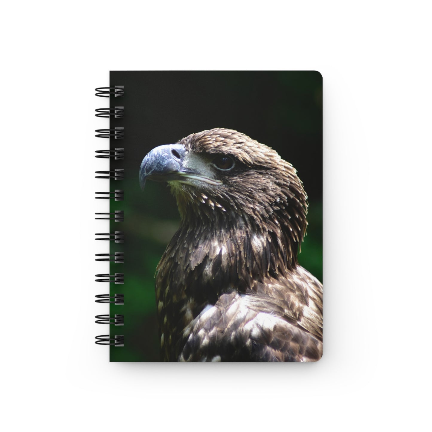 Young American Bald Eagle Spiral Notebook - Ruled Line Photo By Kim A. Bailey