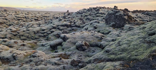 Lava Field Covered with Moss, Iceland