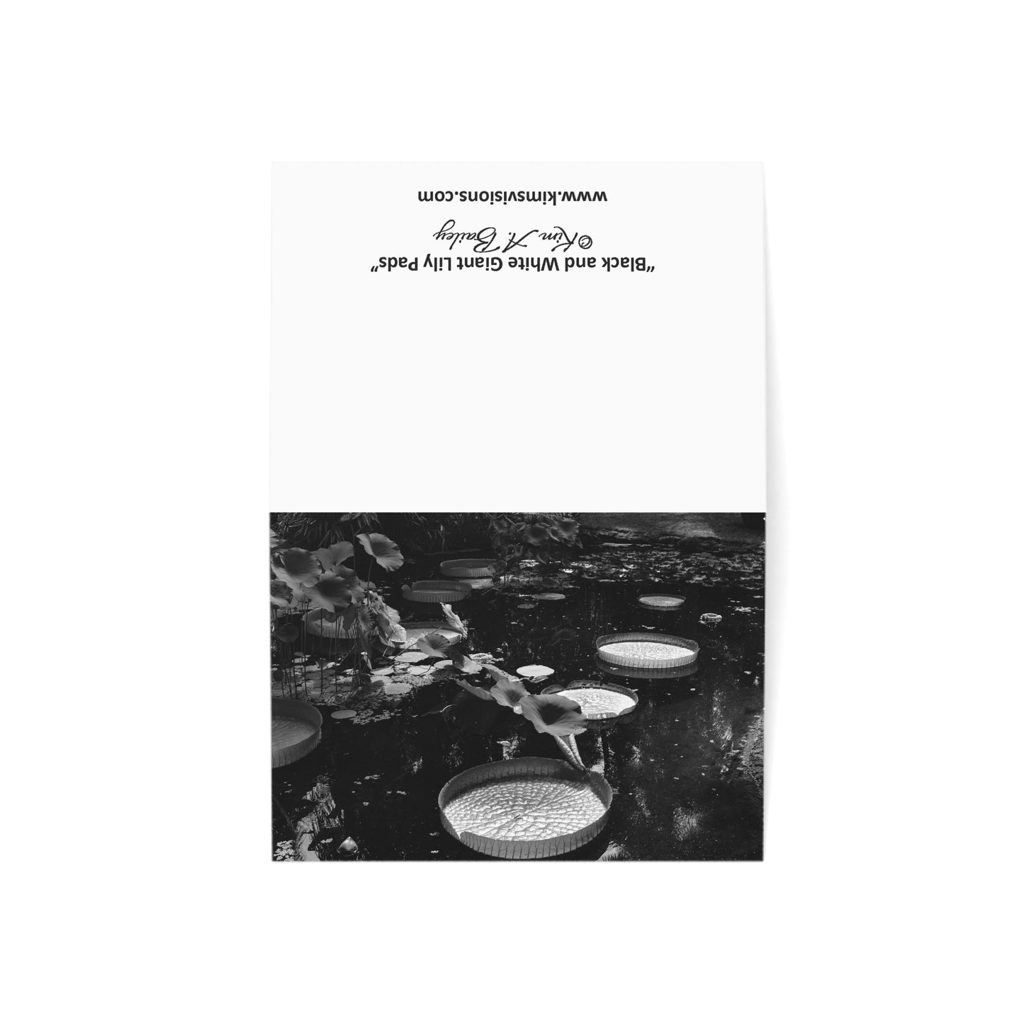 Blank Photo Note Cards, "Giant Water Lily Pads" a Black and White Photograph by Kim A. Bailey