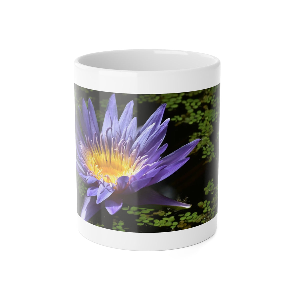White Ceramic Mug, 11 oz "Blue Aster" by Kim A. Bailey