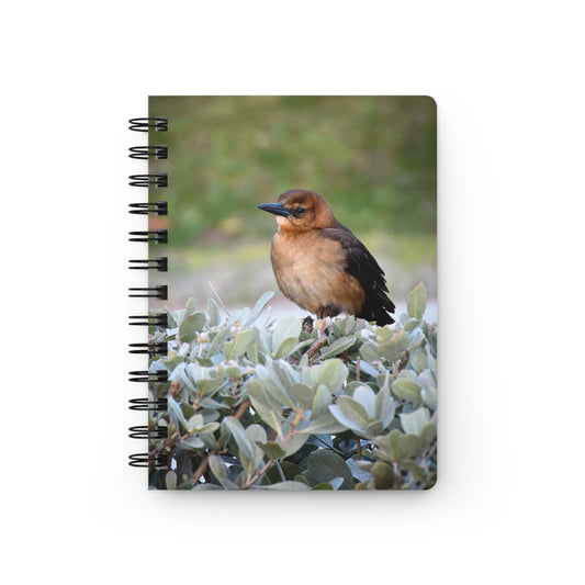 Spiral Notebook "Boat-Tailed Grackle" Photograph by Kim A. Bailey
