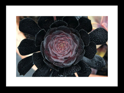 Dark Succulent image 1
