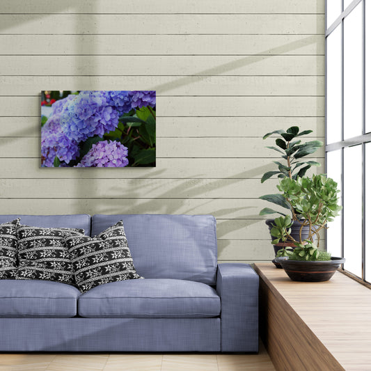 Hydrangeas image 3