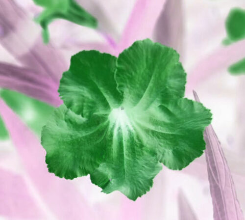 Green Petunia (Customizable) Square Framed Photo image 0