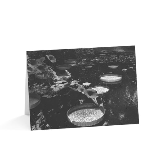 Blank Photo Note Cards, "Giant Water Lily Pads" a Black and White Photograph by Kim A. Bailey