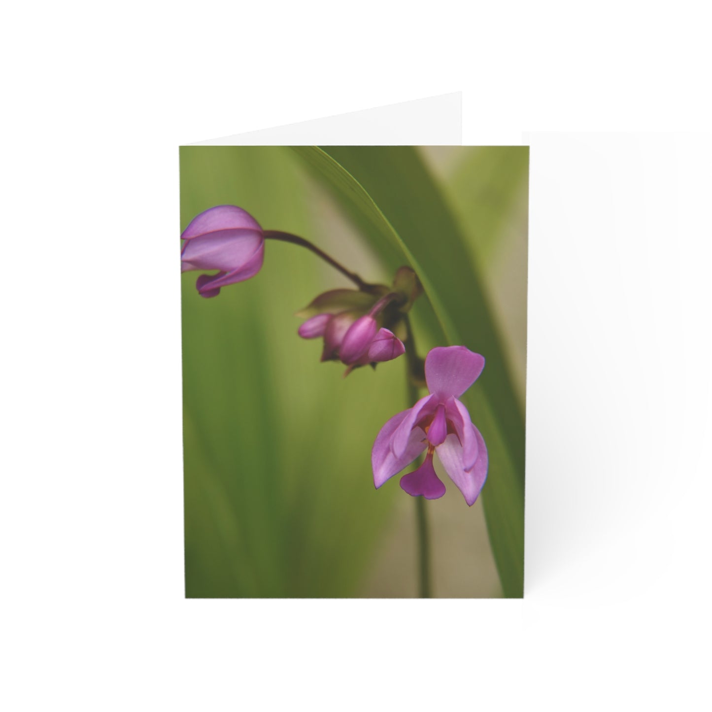 Tiny Purple Orchids Photographic Note Cards (1, 10, 30, and 50 pcs.), by Kim A. Bailey