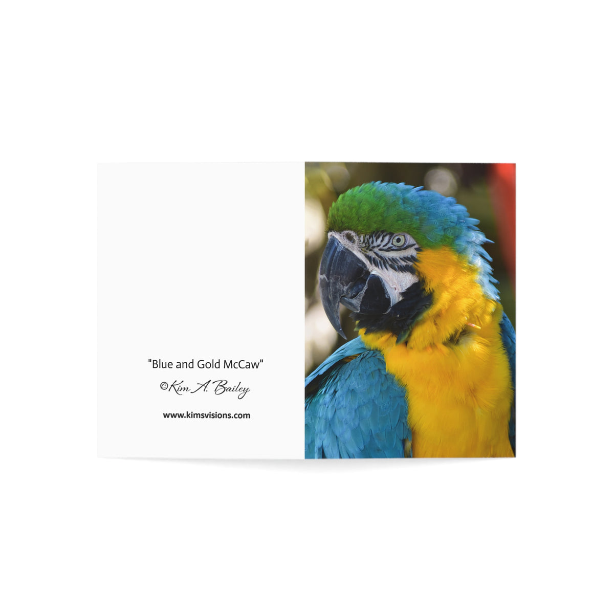 Note Cards "Blue and Gold Macaw" by Kim A. Bailey (1, 10, 30, and 50 pcs.)