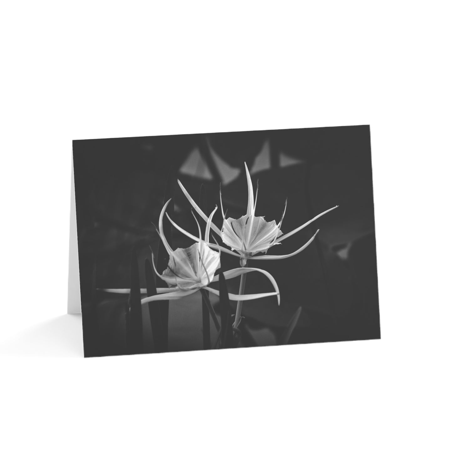 Blank Photo Note Cards, "Alligator Lily" a Black and White Photograph by Kim A. Bailey