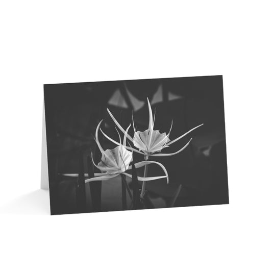 Blank Photo Note Cards, "Alligator Lily" a Black and White Photograph by Kim A. Bailey