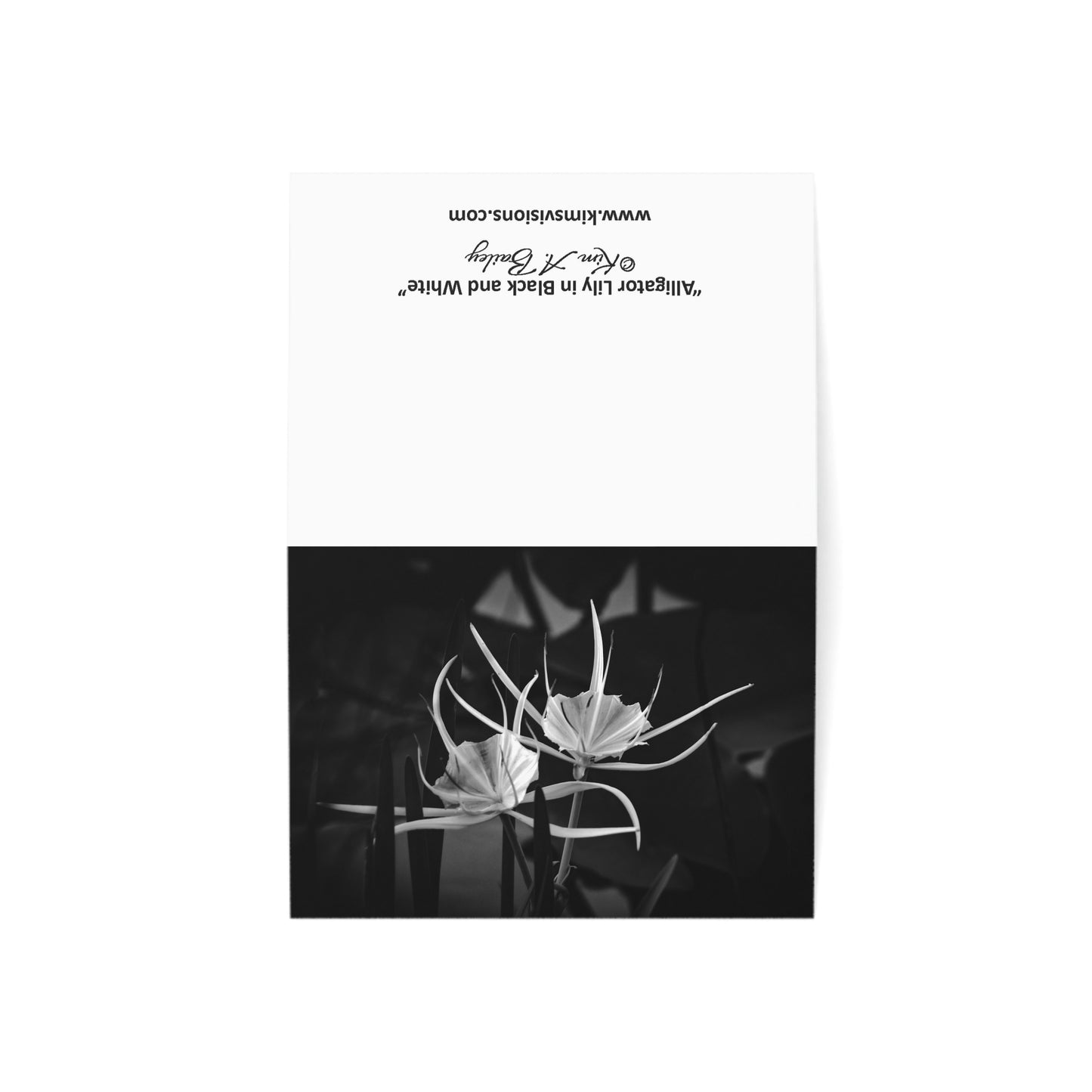 Blank Photo Note Cards, "Alligator Lily" a Black and White Photograph by Kim A. Bailey