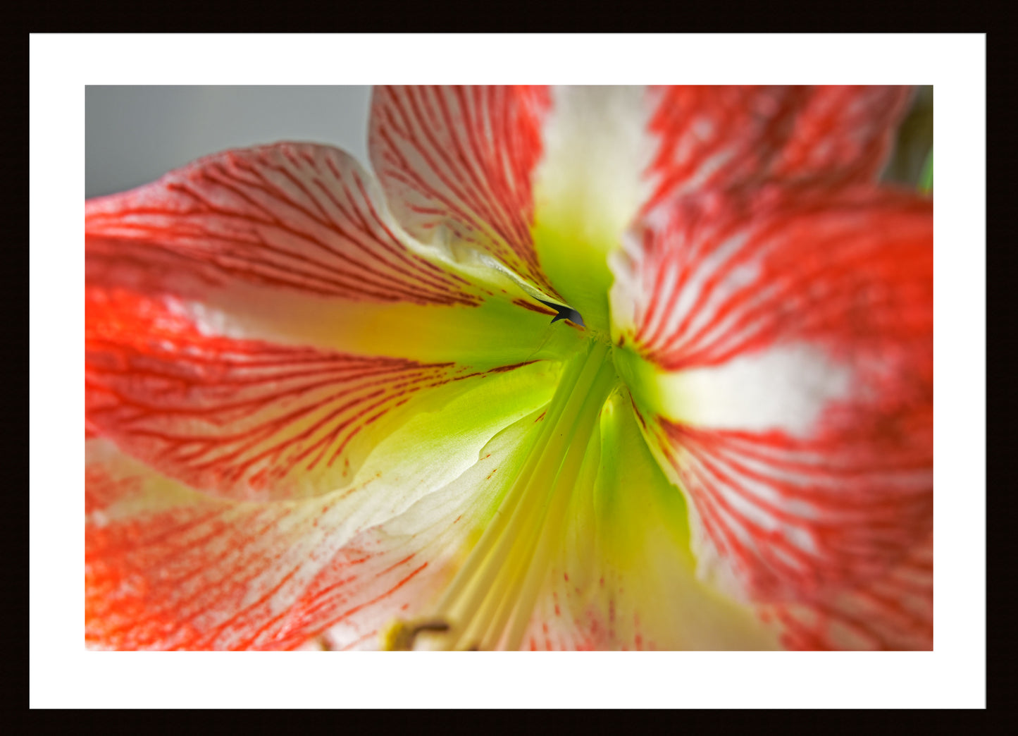 Amaryllis, Original Photograph by Kim A. Bailey