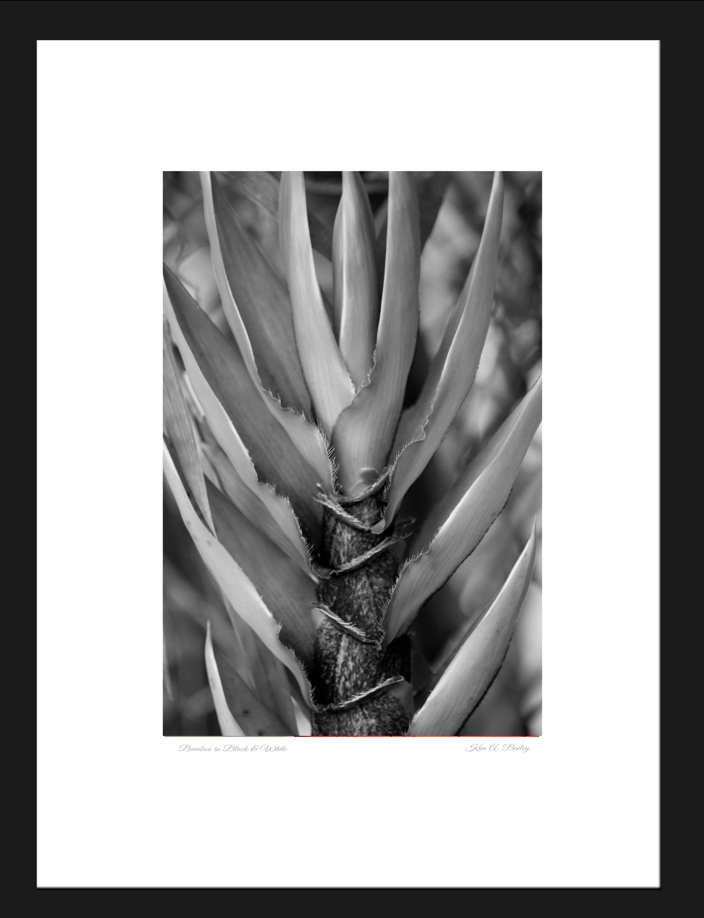 Bamboo in Black and White