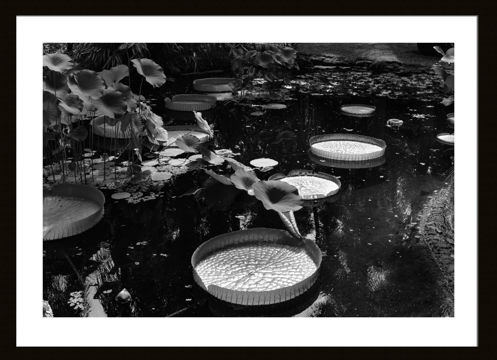Black and White Giant Lily Pads, Original Photograph by Kim A. Bailey