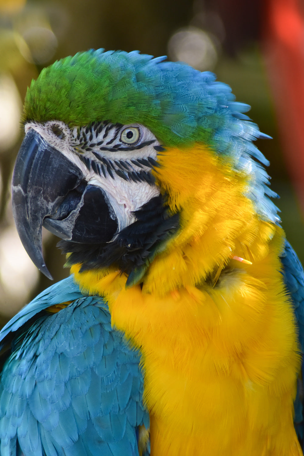 A close-up portrait of a blue-and-yellow macaw parrot, showing vivid blue feathers on the head and wings, bright yellow feathers on the chest, and a dark beak against a softly blurred green and orange background.