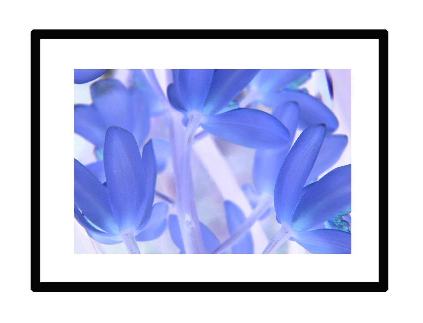 Blue Tinted Orchid - CUSTOMIZABLE!