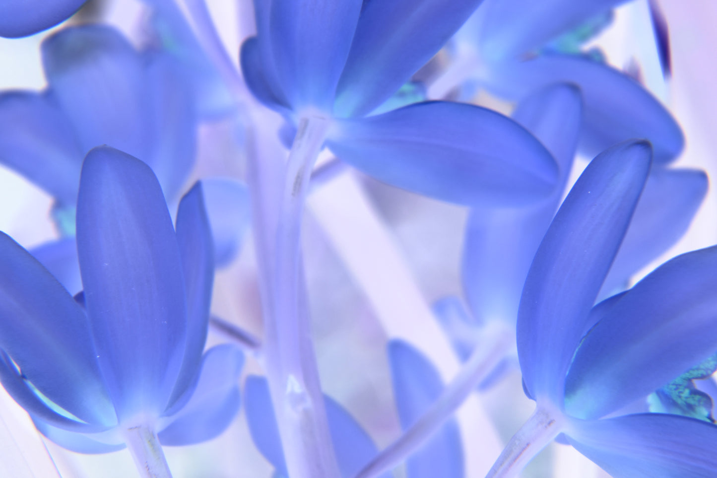 Blue Tinted Orchid - CUSTOMIZABLE!