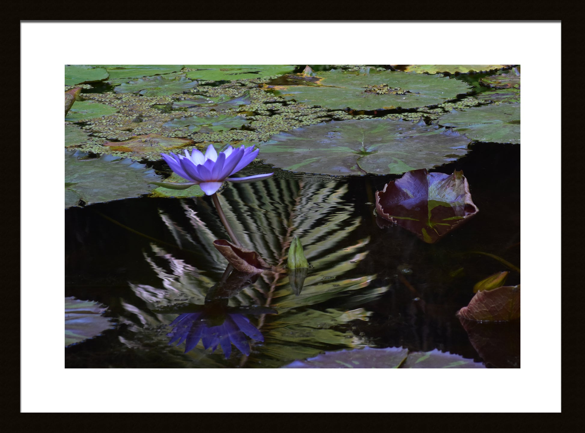 Blue_Aster_Reflection_Framed by Kim A. Bailey
