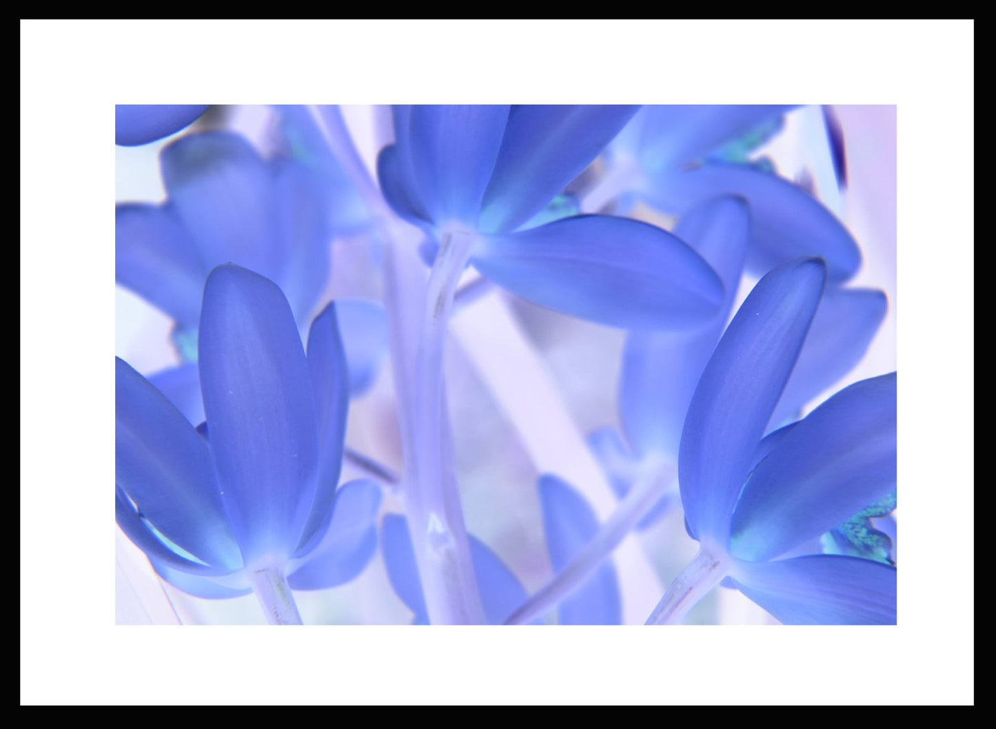 Blue Tinted Orchid, Original Photograph by Kim A. Bailey