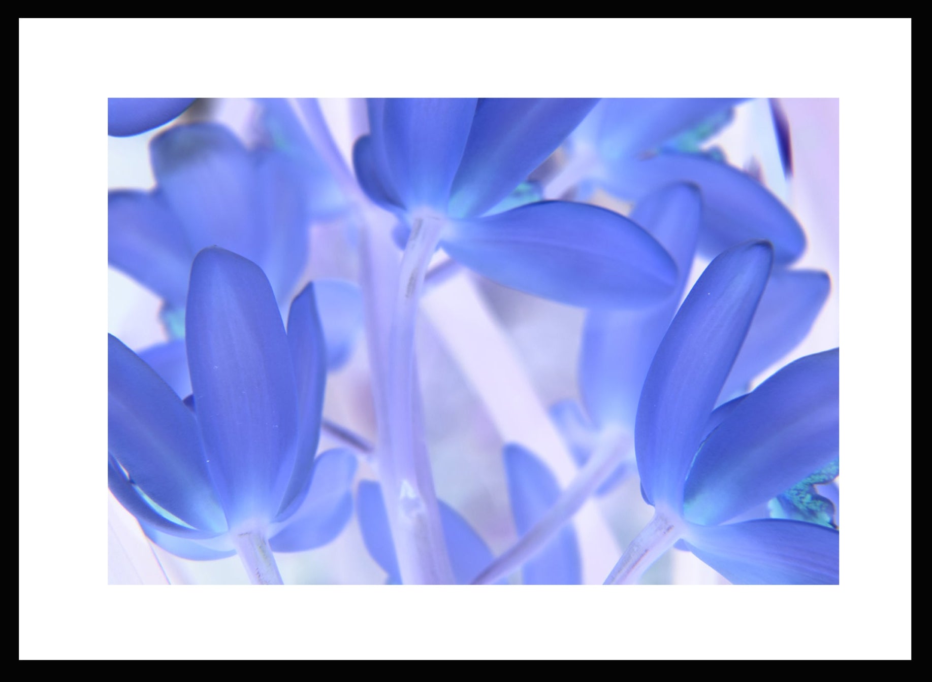 Blue Tinted Orchid, Original Photograph by Kim A. Bailey