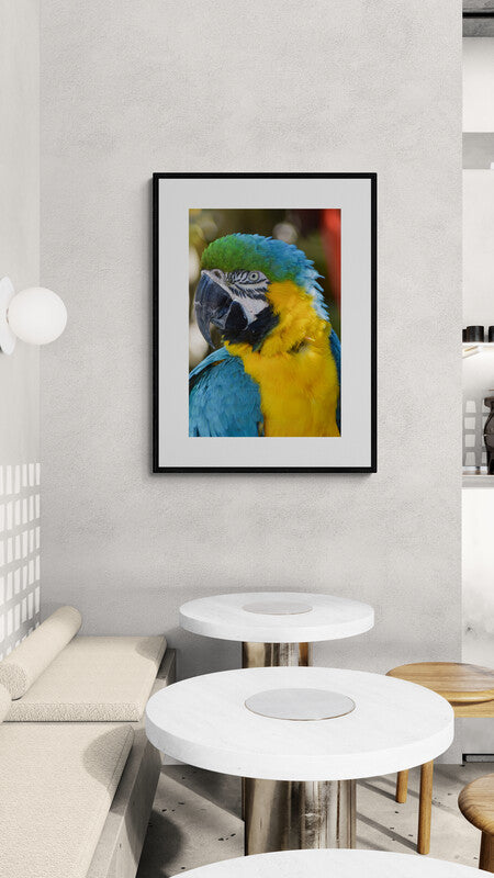Blue and Gold McCaw Fine Art Photograph