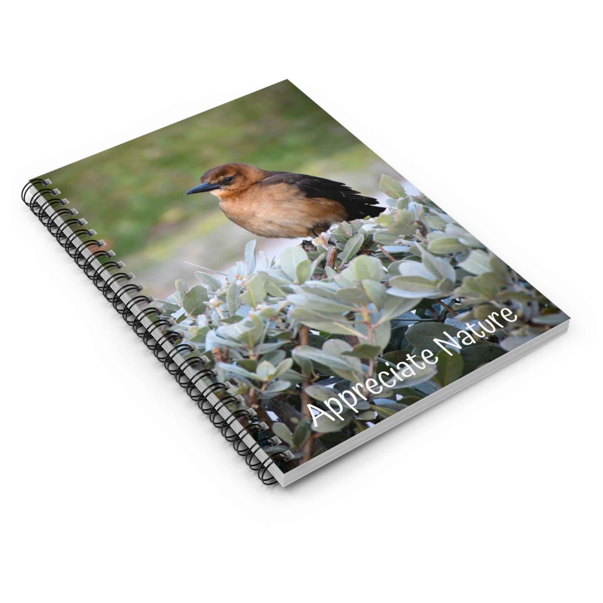Boat-Tailed Grackle Spiral Notebook: Kim A. Bailey Photograph