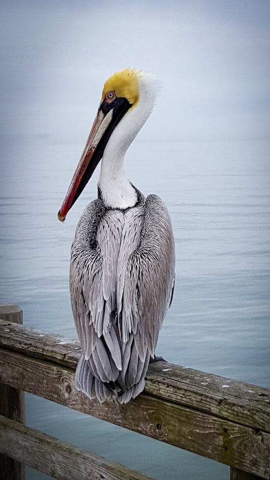 Pelican perched on a wooden railing with water in the background. Brown Pelican with Yellow Head, Original Photograph by Kim A. Bailey