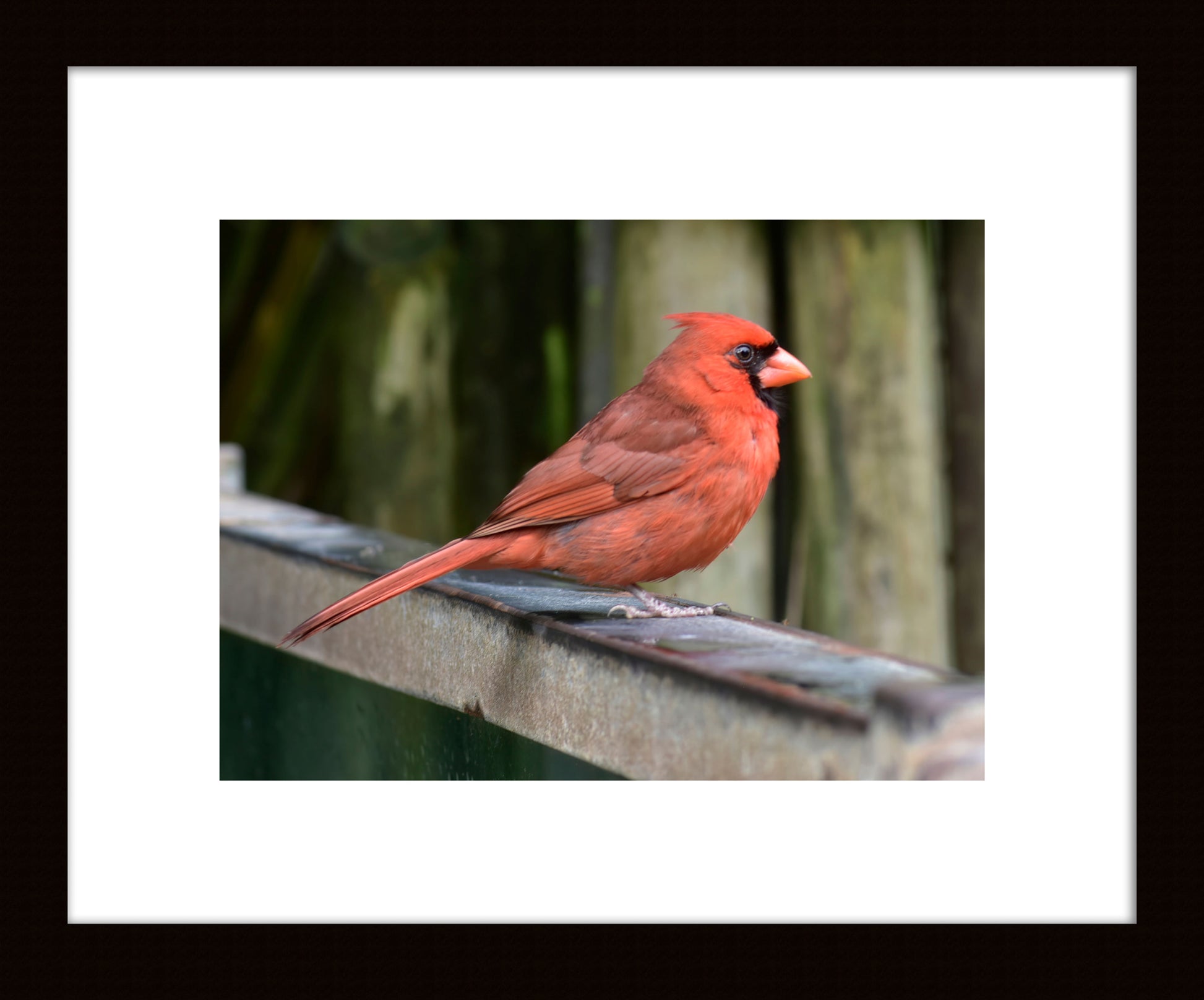 Cardinal, Original Photograph by Kim A. Bailey