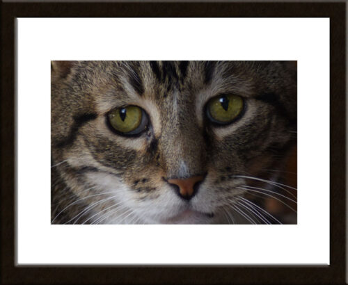 Cat Eye Closeup, Original Photograph by Kim A. Bailey