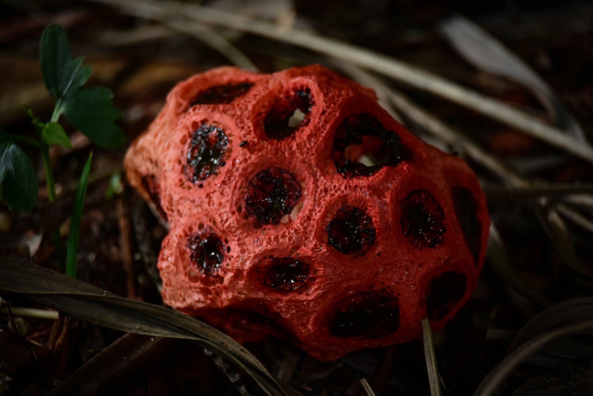 A close-up photograph of Clathrus Ruber, commonly known as Red Cage Fungus, with a dark background.
