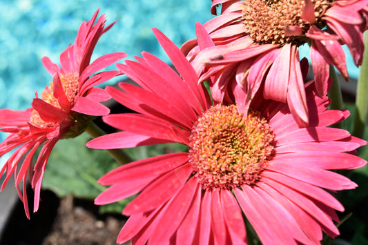 Pink Daisies