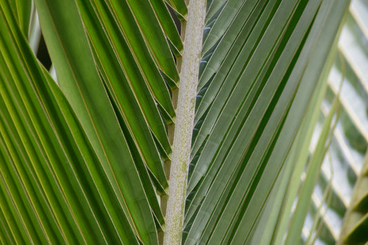 Lines of the Green Palm Frond