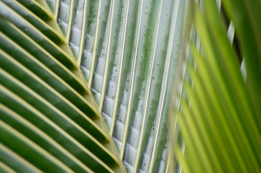 Minimalist Nature Photography Prints for a Contemporary Look "Lines of the Green Palm Frond"
