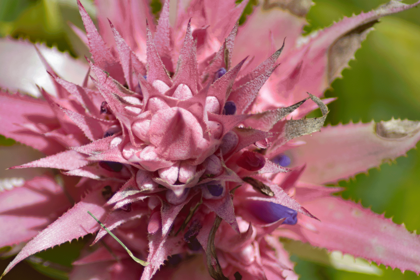 Nature-Inspired Photography Prints to Elevate Your Space "Pink Bromeliad Crown"