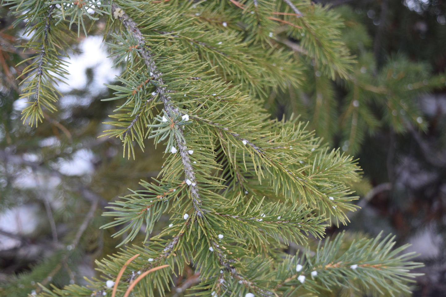 Snow on a Pine Tree