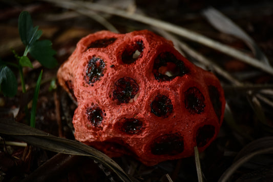 Clathrus Ruber