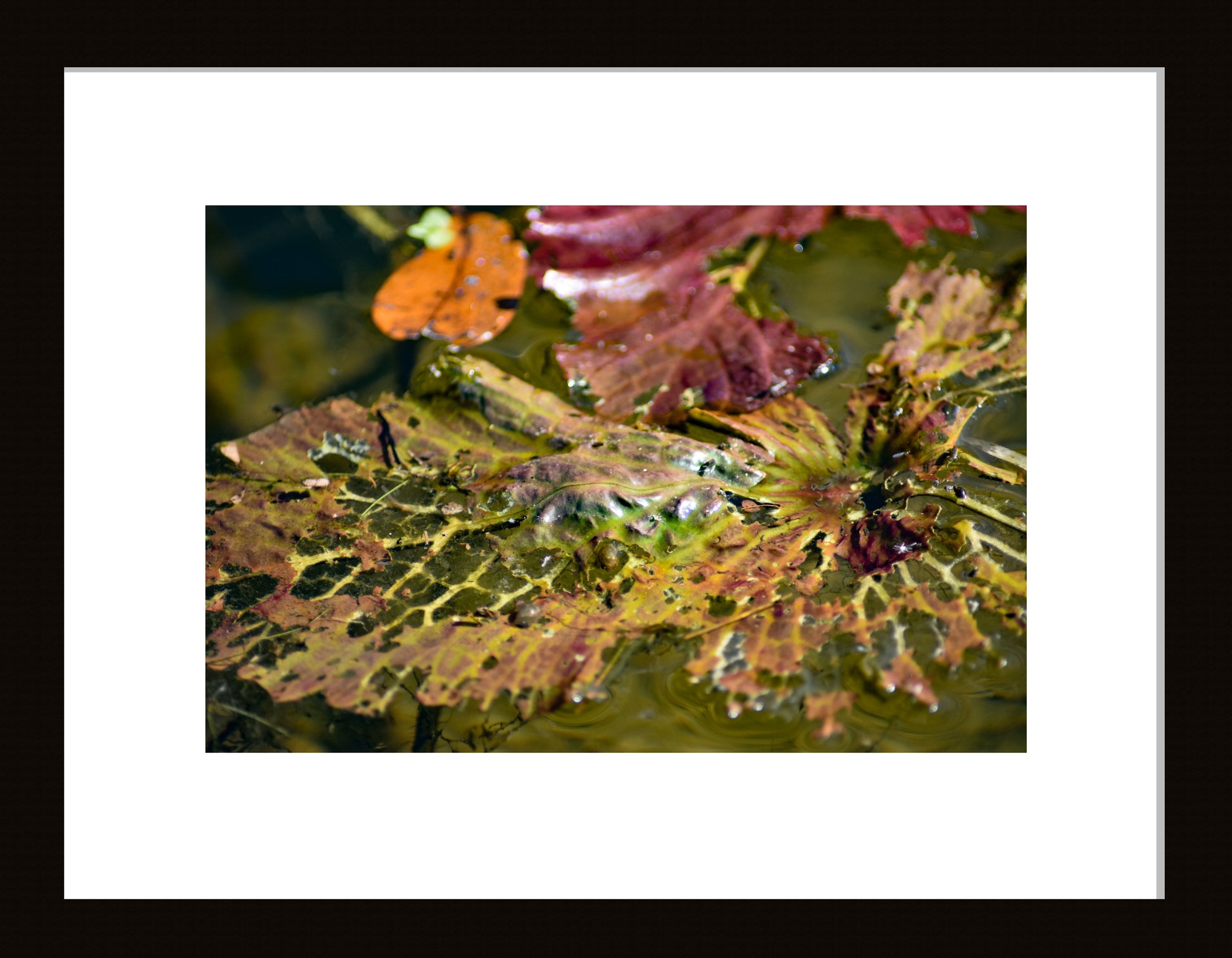 Decaying Leaves in Water (Orange, Red, and Green), Original Photograph by Kim A. Bailey