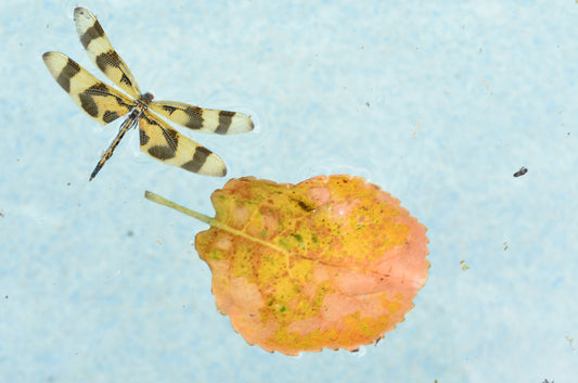 Dragonfly and Leaf