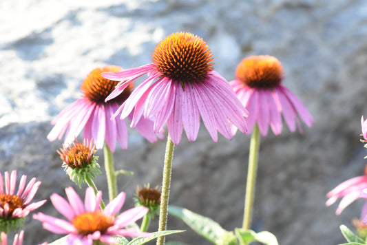 Echinacea Flower