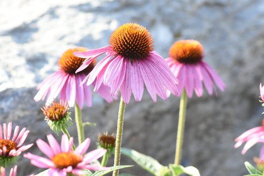 A photograph of pink echinacea flowers with a soft light gray background, showcasing the vibrant petals against a neutral backdrop. Echinacea Flower, Original Photograph by Kim A. Bailey