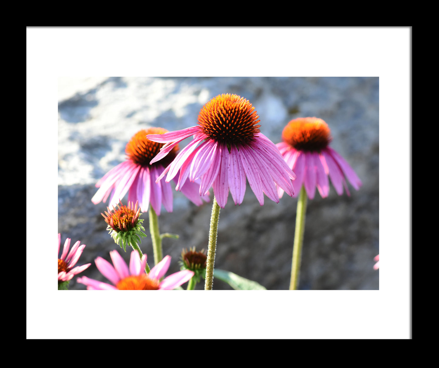 Echinacea Flower, Original Photograph by Kim A. Bailey
